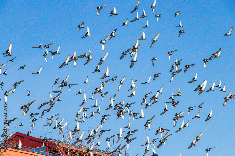 Fototapeta premium flock of birds