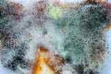 A piece of food covered with mold and pathogenic fungi rotates close-up