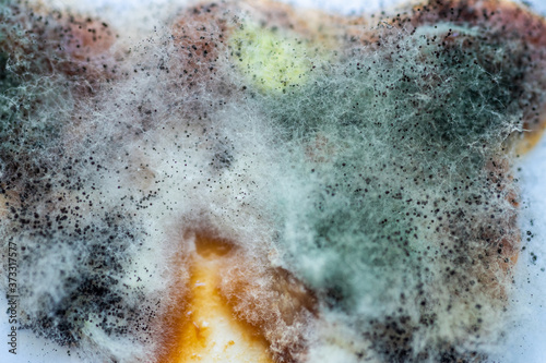 A piece of food covered with mold and pathogenic fungi rotates close-up © Игорь Соловьев