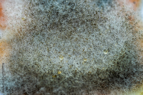 A piece of food covered with mold and pathogenic fungi rotates close-up © Игорь Соловьев