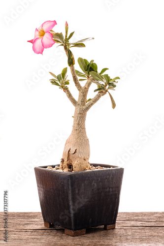Flower of a desert rose in a pot