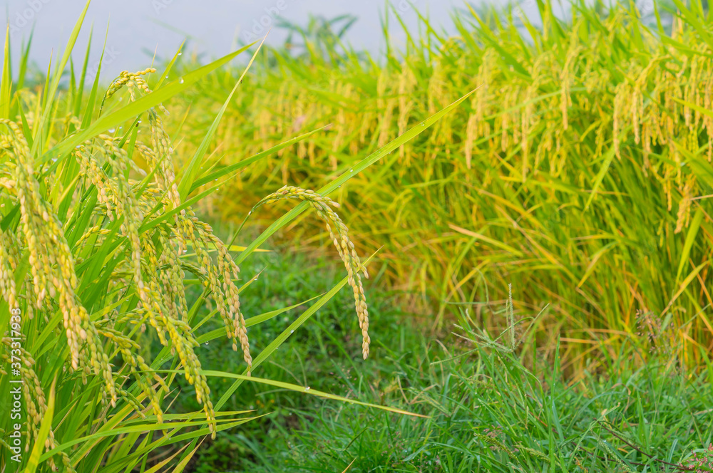 Selective Focus of Yellow Green Japanese Rice Field. Selective Focus of Yellow Green Japanese Rice Field.