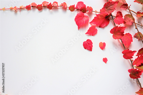 Group of colorful autumn leaves on branches on white background