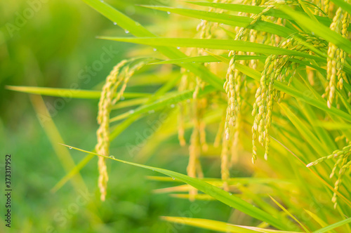 Selective Focus of Yellow Green Japanese Rice Field.
