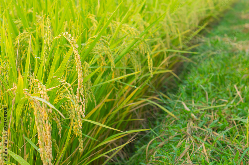 Selective Focus of Yellow Green Japanese Rice Field. Selective Focus of Yellow Green Japanese Rice Field.