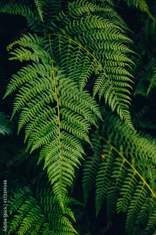
green textural beautiful fern in the wild