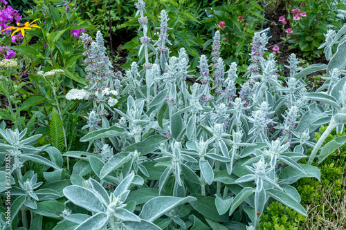Flowers in the garden. Lamb’s ears, Stachys byzantina or Stachys olympica Plant Photo. photo