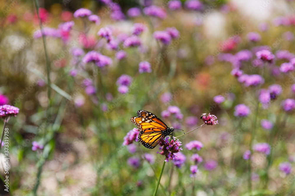 Naklejka premium monarch butterfly on a purple flower with blurred background of flowers