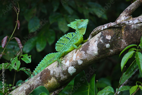 Photos Emerald basilisk at Tortuguero national park, Costa Rica