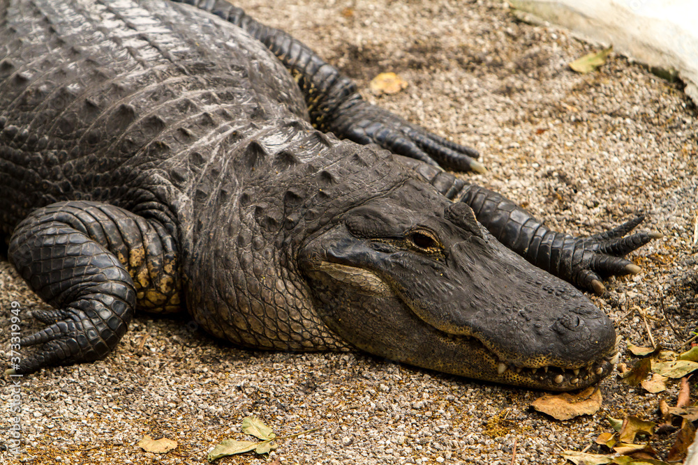 The American alligator (Alligator mississippiensis), sometimes referred to colloquially as a gator is a large crocodilian reptile endemic to the southeastern United States. The American alligator (Alligator mississippiensis), sometimes referred to colloquially as a gator is a large crocodilian reptile endemic to the southeastern United States.