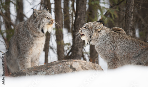 Canadian lynx in the wild