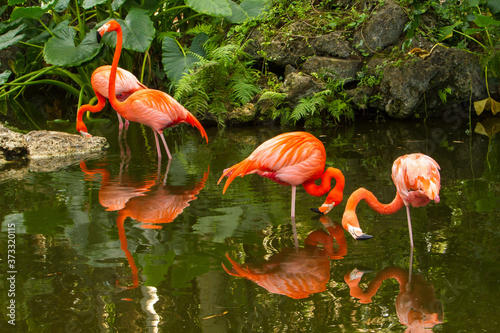 American Flamingos in Florida. Flamingos are a type of wading bird in the family Phoenicopteridae  the only bird family in the order Phoenicopteriformes.