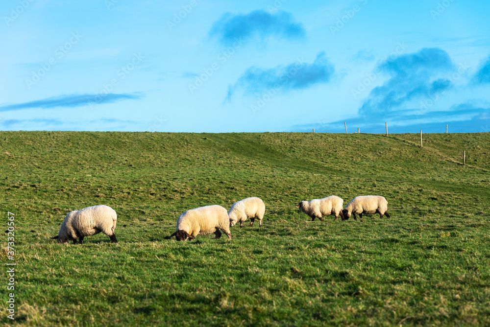 Wool sheep grazing on a prairie in Ireland