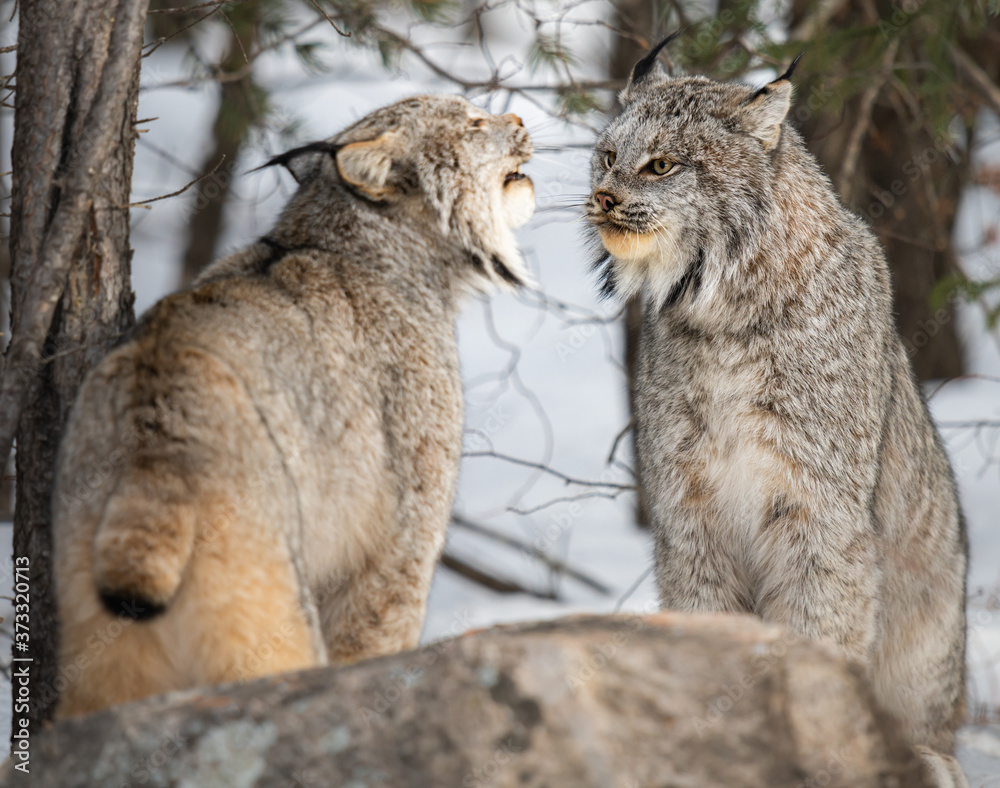 Fototapeta premium Canadian lynx in the wild
