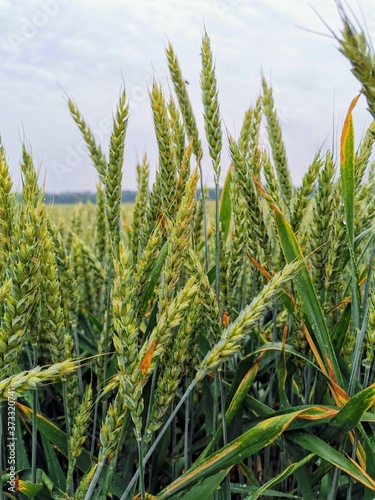 green wheat field