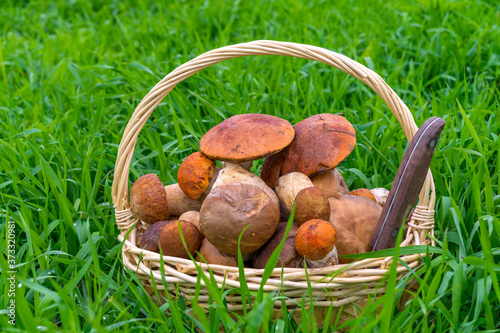 Various raw mushrooms in a wicker basket on the grass. The knife is sticking out of the basket. Porcini mushrooms, birch mushroom, orange-cap boletus mushroom. Copy space.
