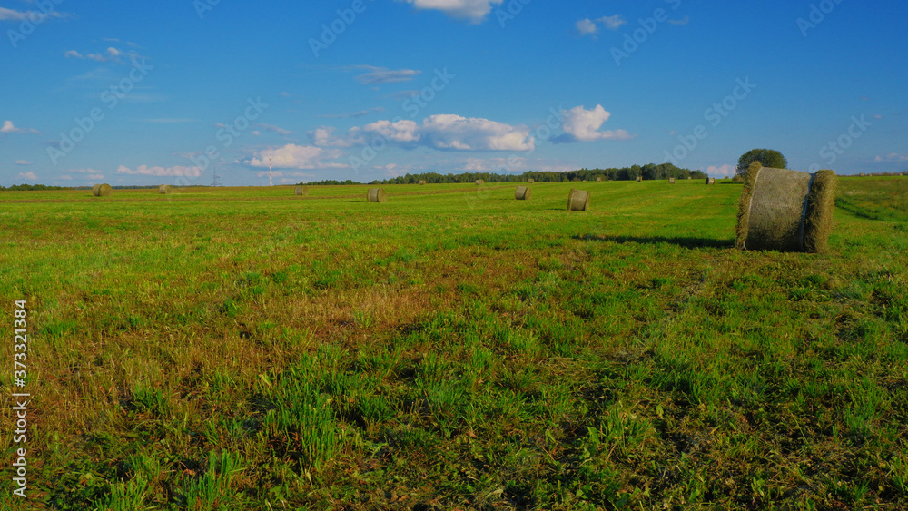 mowed field with haystacks of harvested hay