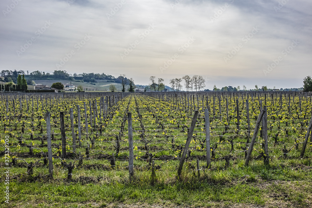 Fototapeta premium Famous Vineyard of Saint-Emilion. This vineyard make up the first vineyards in the world to award the title of 'Cultural Landscape' by UNESCO. Saint-Emilion, Gironde, Aquitaine, France, Europe.