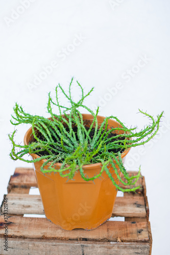 Vertical shot of Euphorbia Flanaganii plant in a pot photo