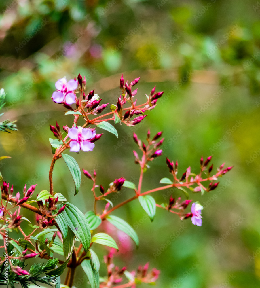 Flores Flores