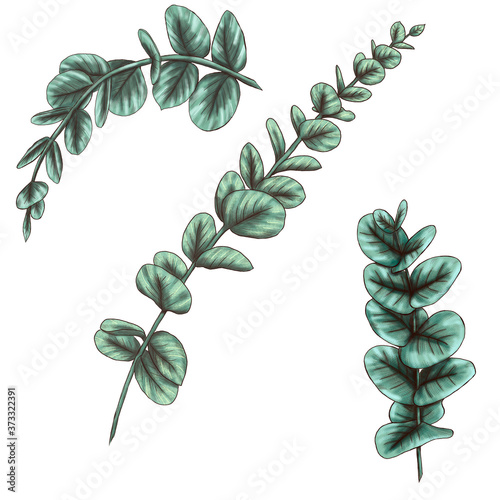 Green boho style eucaliptus leaves decoration elements, wedding design images