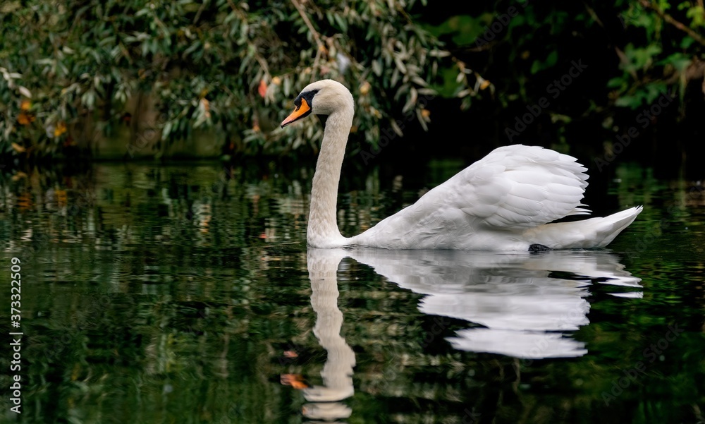 tier, cygnus, teich, baden, feather, schön, liebe, schönheit, fluss, baden, tier, cygnus, teich, baden, feather, schön, liebe, schönheit, fluss, baden,