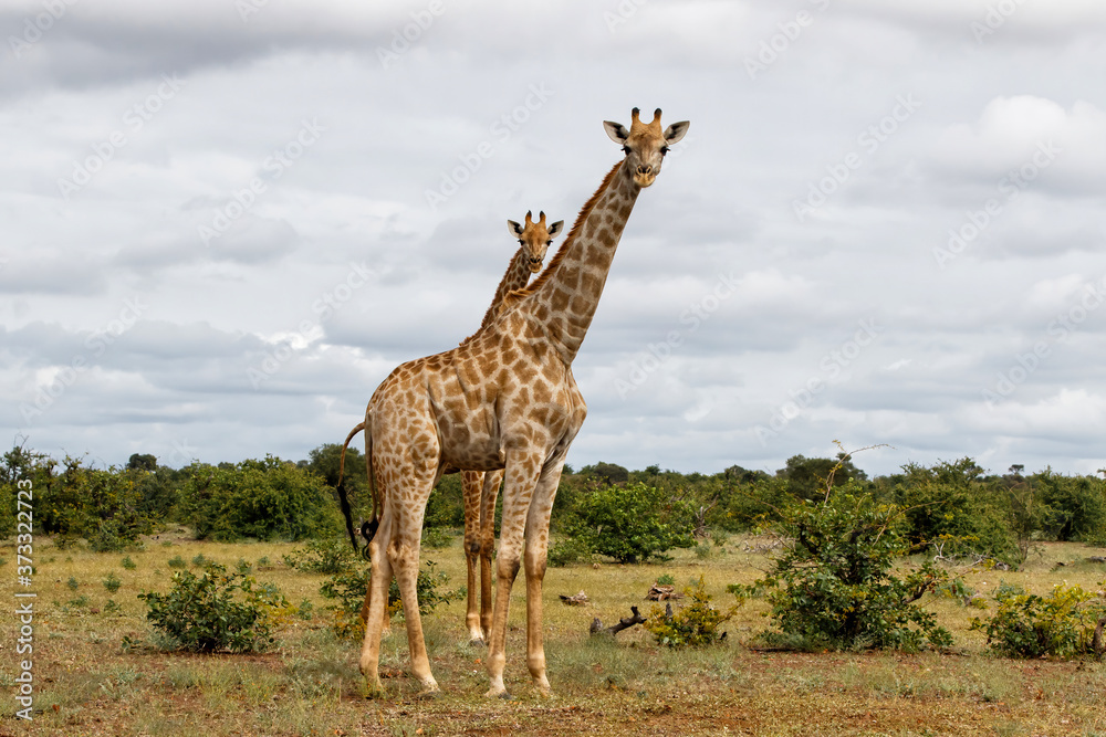 Fototapeta premium Giraffe standing in Mashatu Game Reserve in the Tuli Block in Botswana