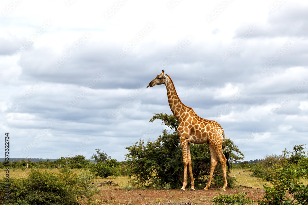 Obraz premium Giraffe standing in Mashatu Game Reserve in the Tuli Block in Botswana