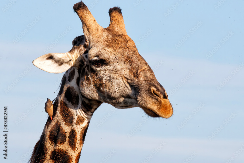 Close up of a Giraffe male with an oxpecker in Mashatu Game Reserve in the Tuli Block in Botswana Close up of a Giraffe male with an oxpecker in Mashatu Game Reserve in the Tuli Block in Botswana