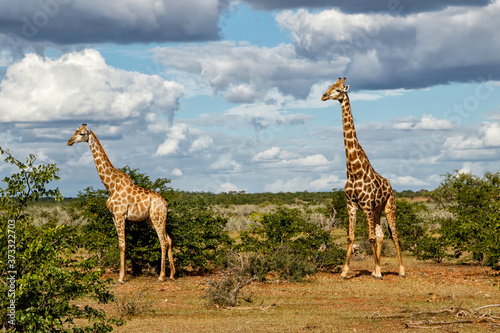 Giraffe standing in Mashatu Game Reserve in the Tuli Block in Botswana