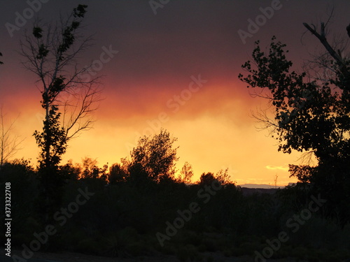 sunset in the forest Arizona  © MariaStefan