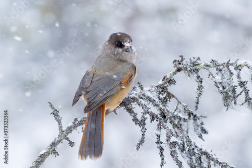 Cute and beautiful bird, Siberian jay, Perisoreus infaustus, perched on an old branch in snowfall on a cloudy winter day in Finnish nature © Kersti Lindström