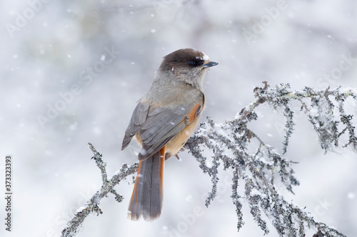 Colorful and cute bird, Siberian jay, Perisoreus infaustus, perched on an old branch in snowfall on a cloudy winter day in Finland, Northern Europe © Kersti Lindström