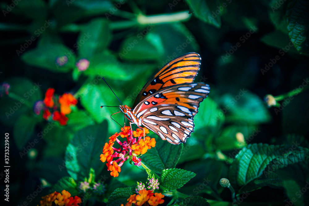 Exotic Orange Butterfly on perched on lantana Exotic Orange Butterfly on perched on lantana
