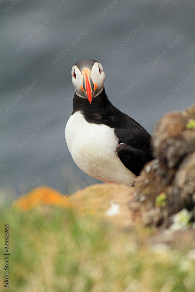Atlantic Puffin posing at the Shore of Latrabjarg, Iceland Atlantic Puffin posing at the Shore of Latrabjarg, Iceland