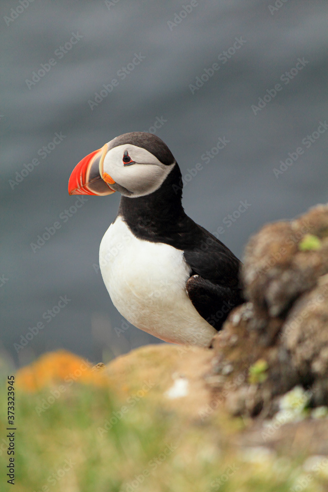 Atlantic Puffin posing at the Shore of Latrabjarg, Iceland Atlantic Puffin posing at the Shore of Latrabjarg, Iceland