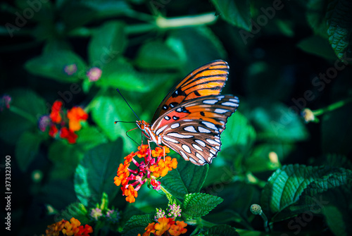 Exotic Orange Butterfly on perched on lantana