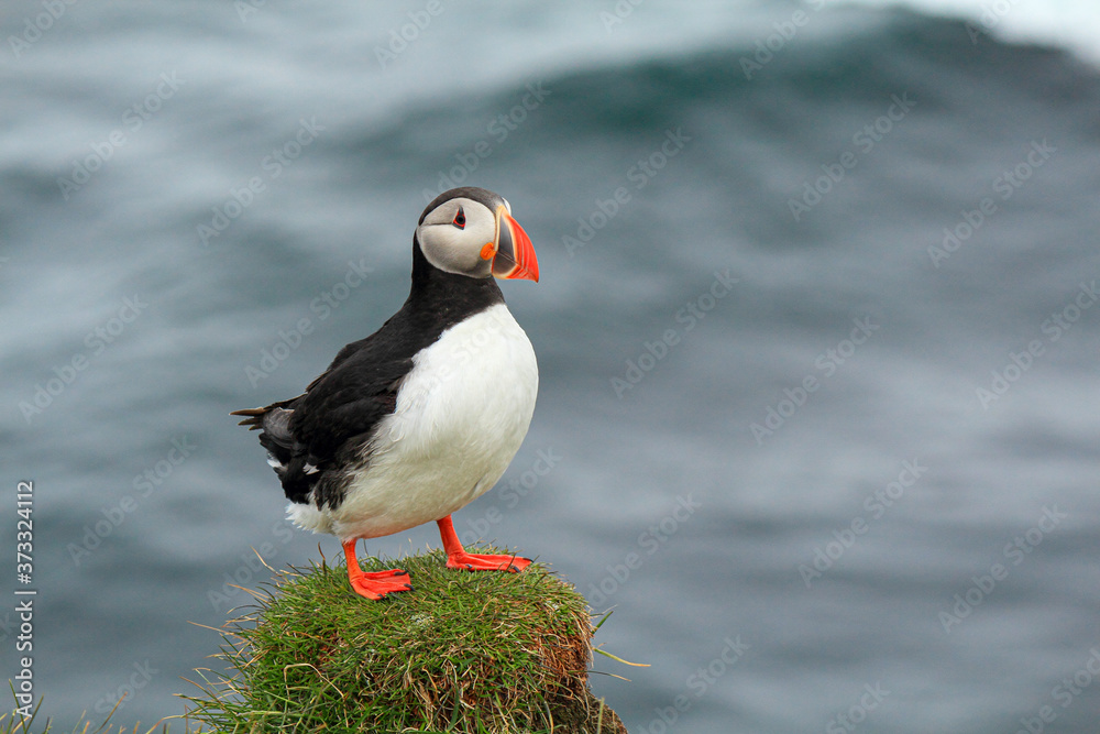 Atlantic Puffin posing at the Shore of Latrabjarg, Iceland Atlantic Puffin posing at the Shore of Latrabjarg, Iceland