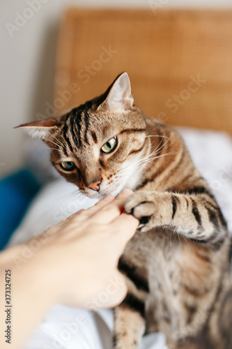Fototapeta Naklejka Na Ścianę i Meble -  Beautiful tabby pet cat sniffing human hand palm. Relationship of owner and domestic feline animal. Adorable furry kitten friend. Friendship of a human and cat.