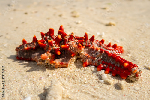 Close-up of dead starfish Red knob sea star (Red spine star, African sea star, latin: Protoreaster linckii) laying in a sand on the beach of Zanzibar. photo