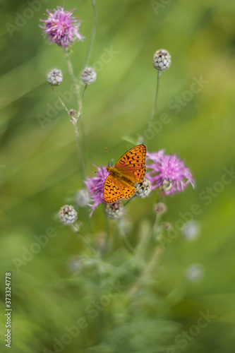 Orange butterfly on a flower on a summer day. Soft selective focus, blurred background, shallow depth of field. Toned image.