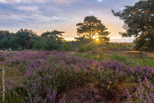 A sunrise at the National park Brunssumerheide in het Netherlands  which is in a warm purple bloom during the month of August.