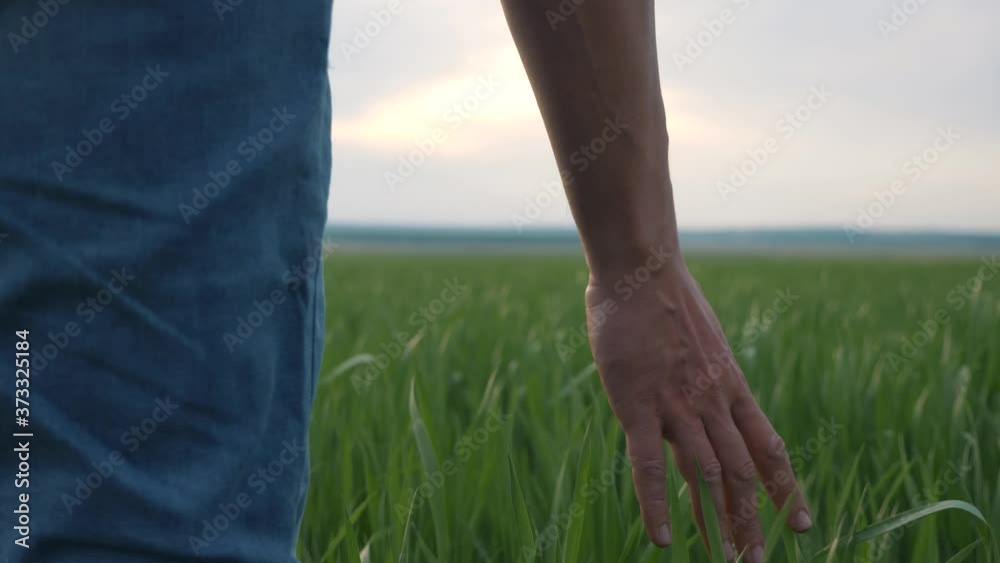 The hand of a farmer, a male worker touches the green leaves of wheat. Growing organic, eco-friendly products in rural areas. The hand of a farmer, a male worker touches the green leaves of wheat. Growing organic, eco-friendly products in rural areas.