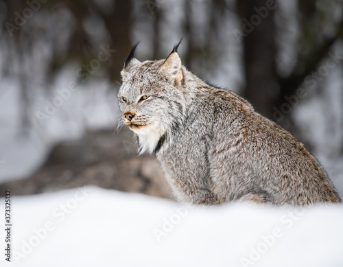 Photography Canadian lynx in the wild