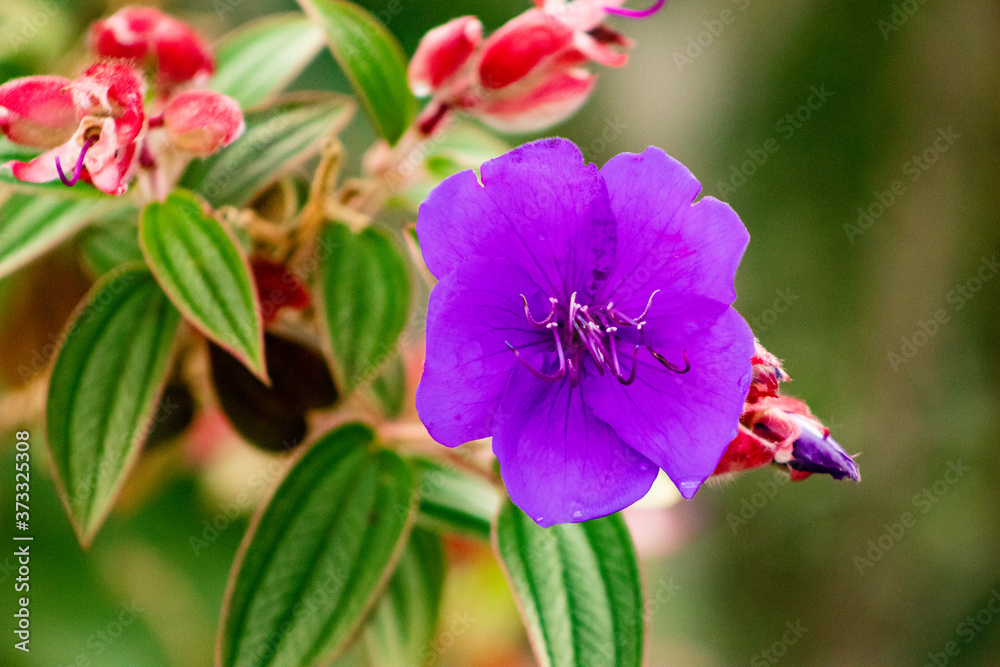 Obraz premium Flores