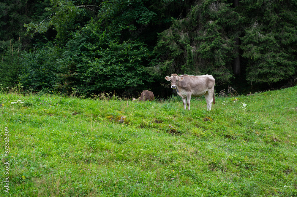 Fototapeta premium Yooung cows grazing on an alpine pasture in the Austtria in summer.