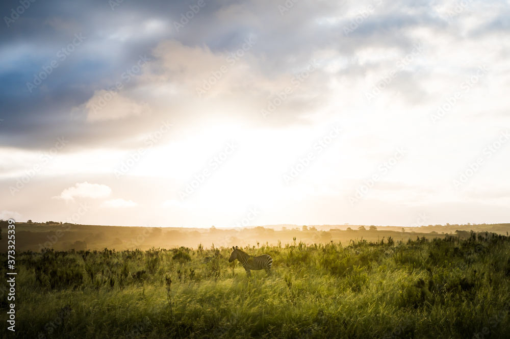 Zebra in fynbos against a dramatic sky at sunset in backlight in South Africa