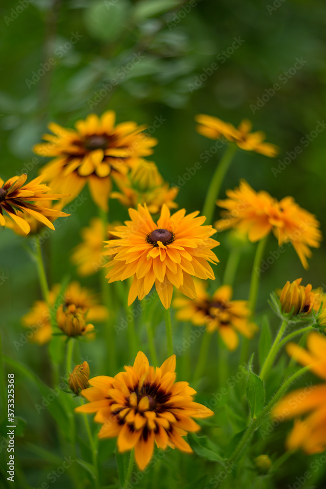 Rudbeckia blossoms on a summer day. Selective soft focus, shallow depth of field.
