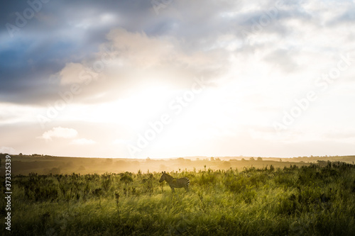 Zebra in fynbos against a dramatic sky at sunset in backlight in South Africa
