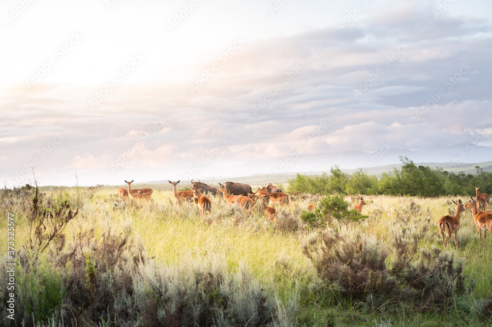 Herd of impalas and wildebeest in fynbos against a dramatic sky at sunset in the backlight in South Africa Herd of impalas and wildebeest in fynbos against a dramatic sky at sunset in the backlight in South Africa